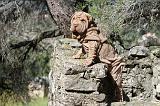 SHAR-PEI 408